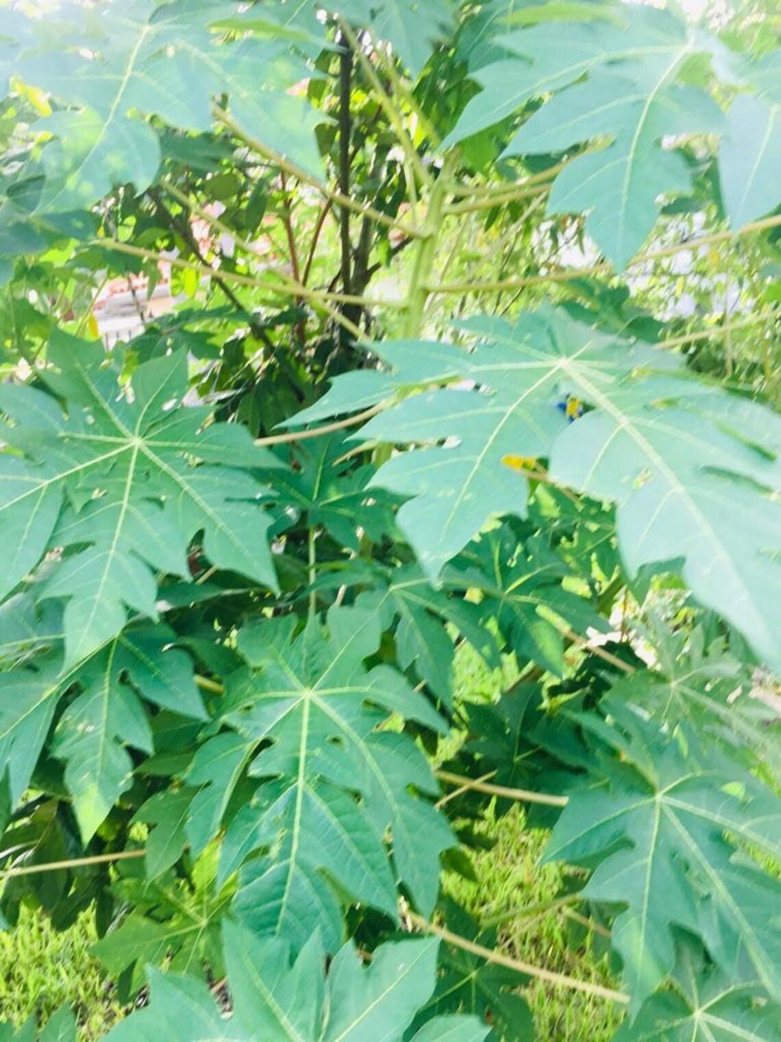 Fresh Papaya Leaves Organically Grown No PESTICIDES Etsy