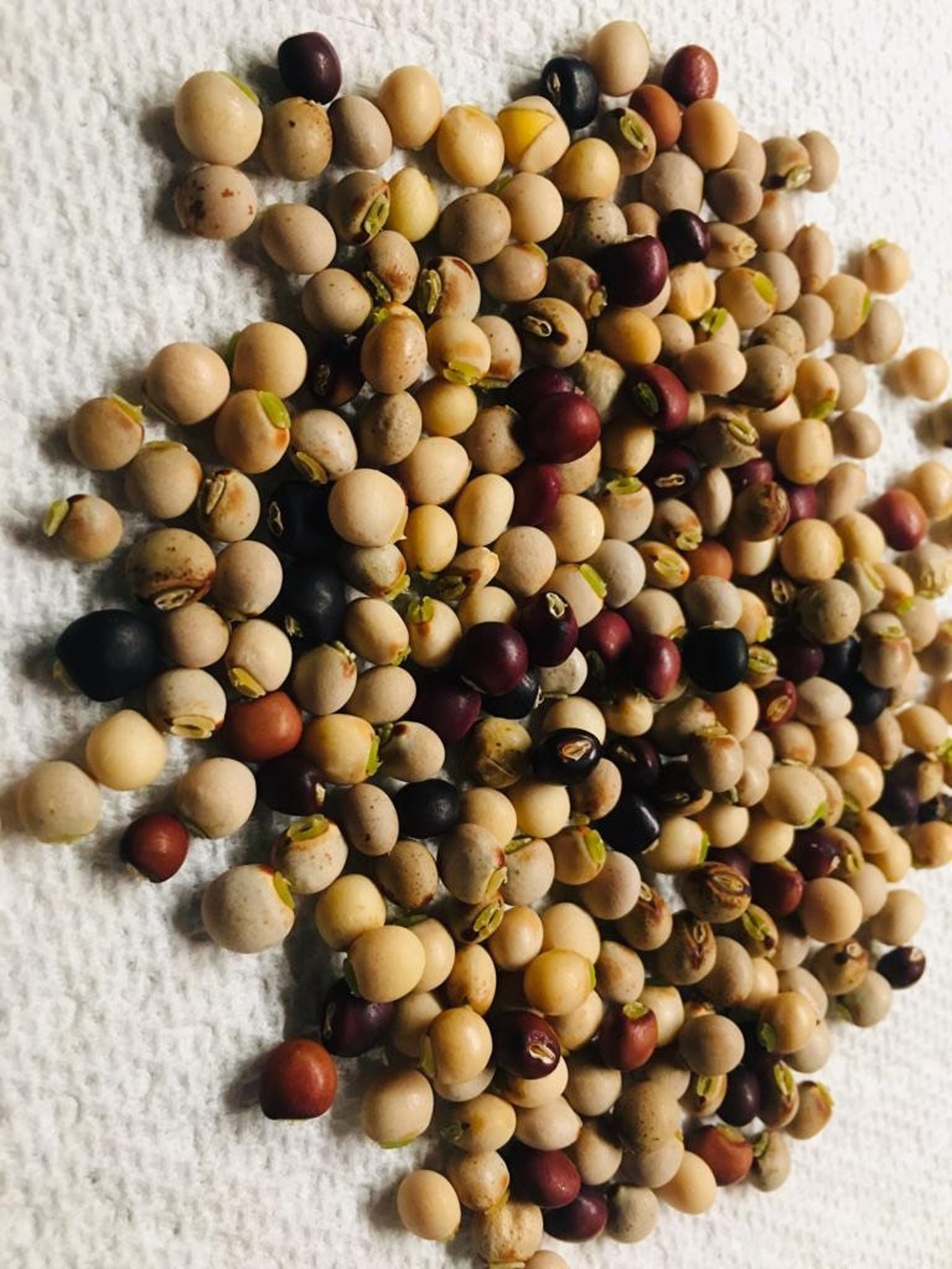 Pigeon Peas / Gungo Peas / Gandules Dried Etsy