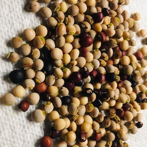 Pigeon Peas / Gungo Peas / Gandules - dried