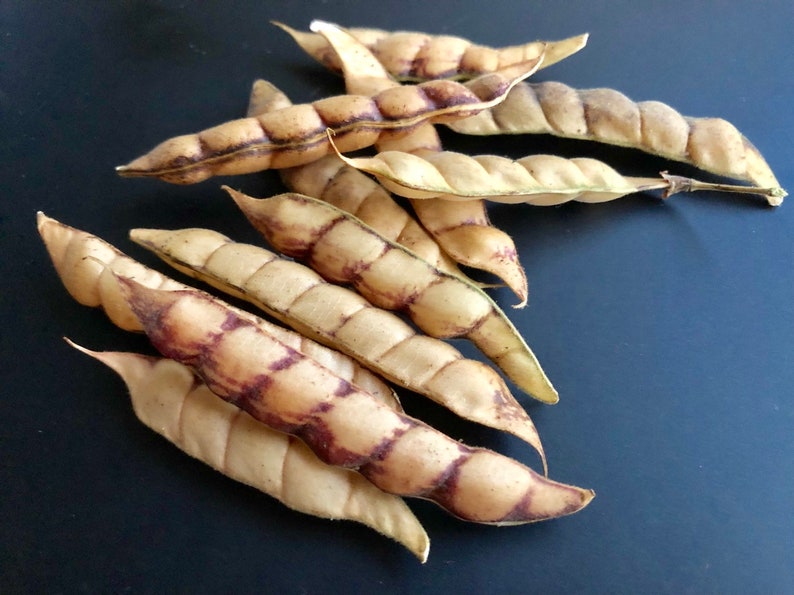 Pigeon Peas / Gungo Peas / Gandules Dried Etsy