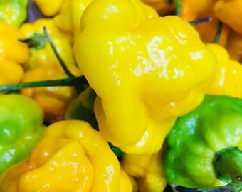 Whole Fresh Scotch Bonnet Peppers. Fresh pods of Genuine Scotch Bonnets. Hot and Flavorful- 1/2 lb. - 5 lbs. quantities available.