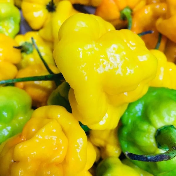 Whole Fresh Scotch Bonnet Peppers. Fresh pods of Genuine Scotch Bonnets. Hot and Flavorful-  1/2 lb. - 5 lbs. quantities available.