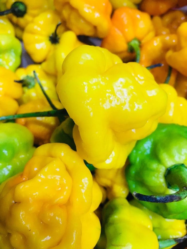 Whole Fresh Scotch Bonnet Peppers. Fresh pods of Genuine Scotch Bonnets. Hot and Flavorful- 1/2 lb. - 5 lbs. quantities available. image 1