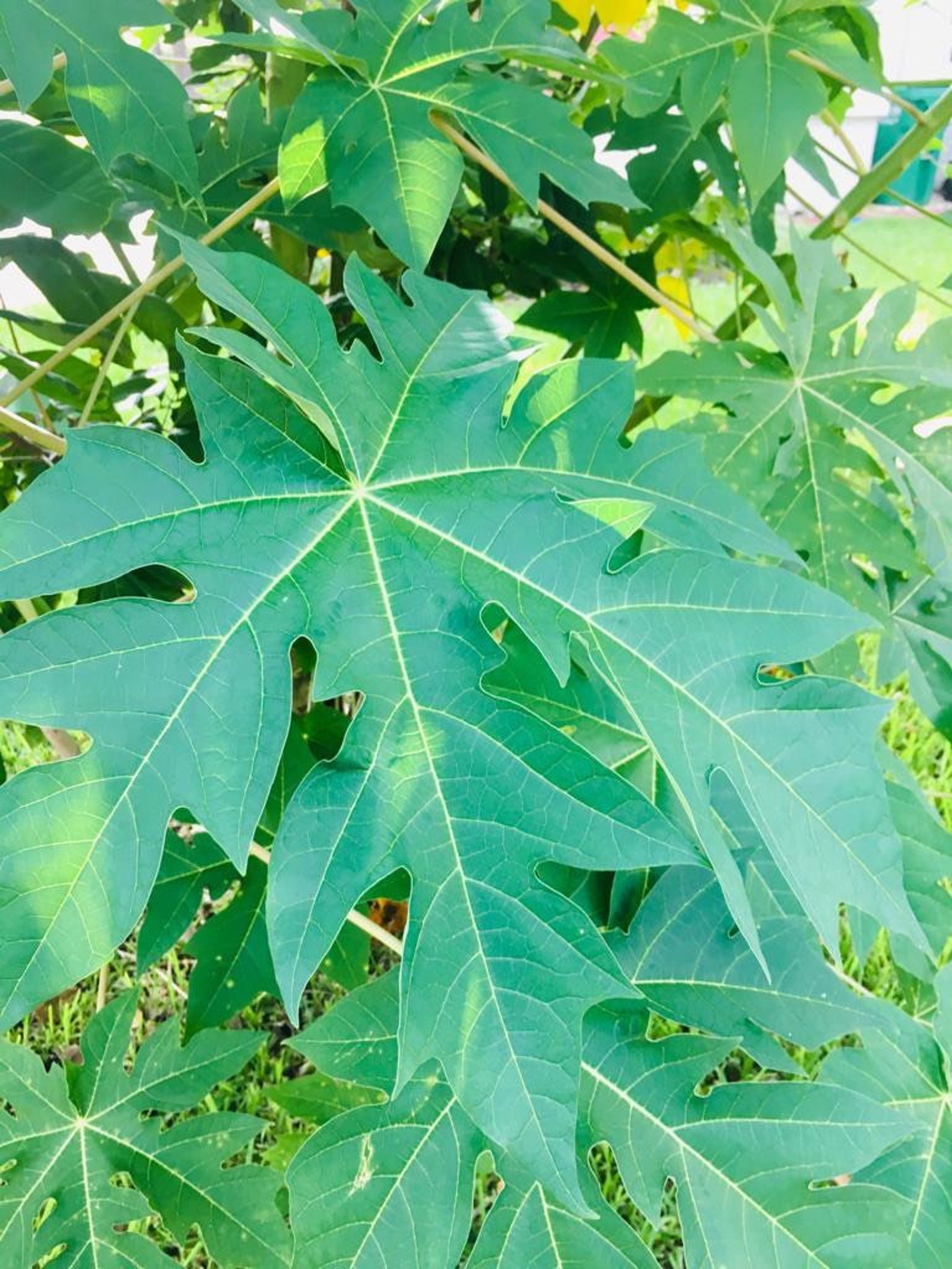 Fresh Papaya Leaves Organically Grown No PESTICIDES Etsy