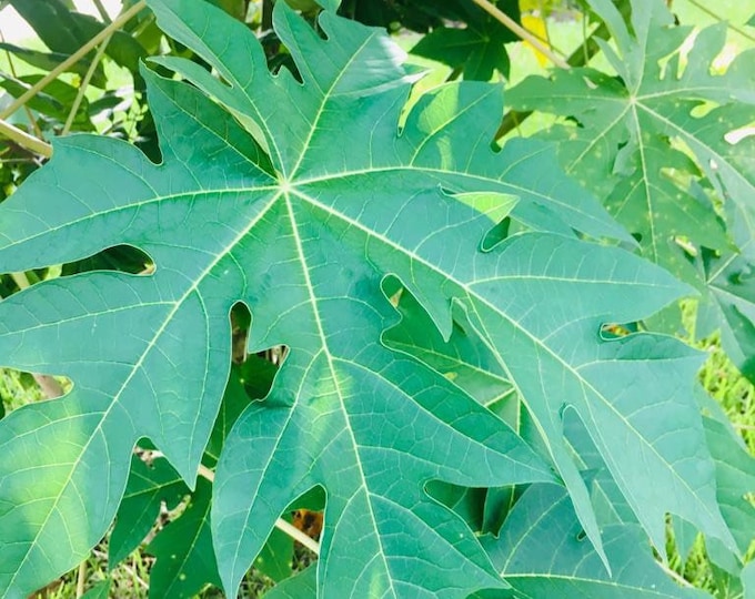 Fresh Papaya Leaves Organically Grown No PESTICIDES Etsy