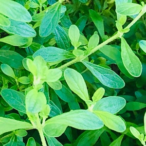 Fresh Jamaican/costa Rican Mint Leaves and Stems Fresh Cuttings (NOT A ...