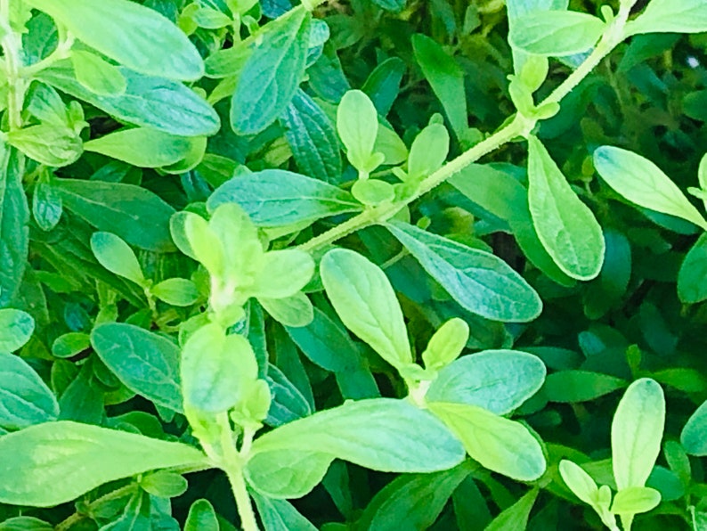 Fresh Jamaican/costa Rican Mint Leaves and Stems Fresh Cuttings (NOT A ...