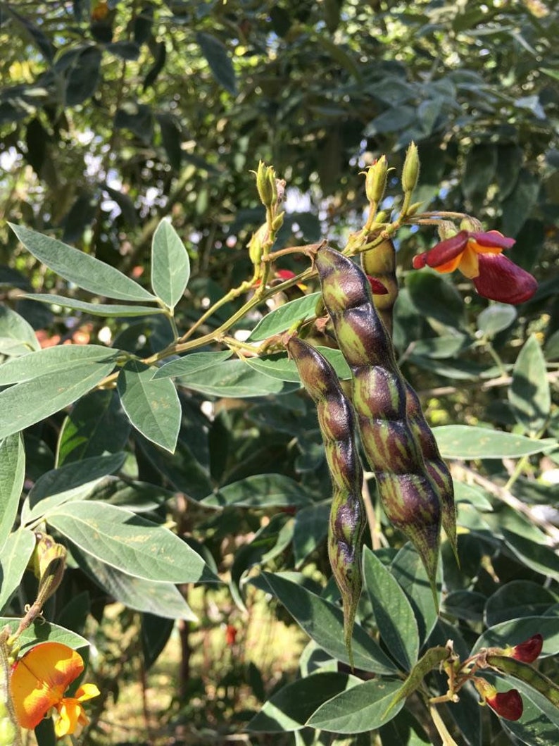 Pigeon Peas / Gungo Peas / Gandules Dried Etsy