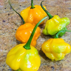 Whole Fresh Scotch Bonnet Peppers. Fresh pods of Genuine Scotch Bonnets. Hot and Flavorful- 1/2 lb. - 5 lbs. quantities available. image 10