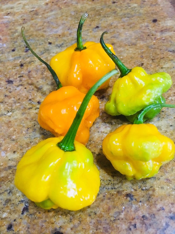 25 Fresh Authentic Jamaican Yellow Scotch Bonnet Premium Pepper Seeds-B 26 25 Fresh Authentic Jamaican Yellow Scotch Bonnet Premium Pepper Seeds-B 26