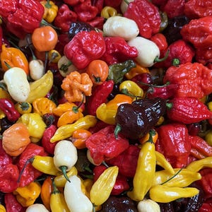 May include: A large collection of assorted chili peppers in various shapes and sizes, featuring a vibrant mix of colors including bright red, sunny yellow, creamy white, deep orange, and dark chocolate brown, all with wrinkled, textured skins.