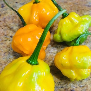 Jamaican Scotch Bonnet Peppers - Whole, fresh pods. Caribbean HOT Peppers