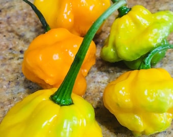 Jamaican Scotch Bonnet Peppers - Whole, fresh pods. Caribbean HOT Peppers