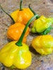 Jamaican Scotch Bonnet Peppers - Whole, fresh pods. Caribbean HOT Peppers 
