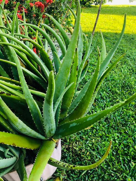 ORGANIC FRESH Aloe Vera Leaf (various Sizes) - Whole Leaf Freshly Cut - Etsy