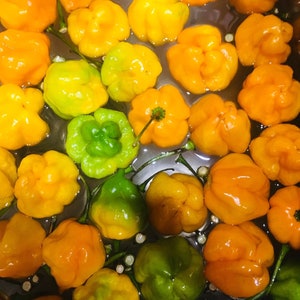 Whole Fresh Scotch Bonnet Peppers. Fresh pods of Genuine Scotch Bonnets. Hot and Flavorful- 1/2 lb. - 5 lbs. quantities available. image 8