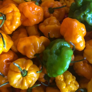 Whole Fresh Scotch Bonnet Peppers. Fresh pods of Genuine Scotch Bonnets. Hot and Flavorful- 1/2 lb. - 5 lbs. quantities available. image 9