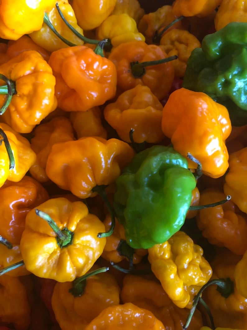 Whole Fresh Scotch Bonnet Peppers. Fresh pods of Genuine Scotch Bonnets. Hot and Flavorful- 1/2 lb. - 5 lbs. quantities available. image 9