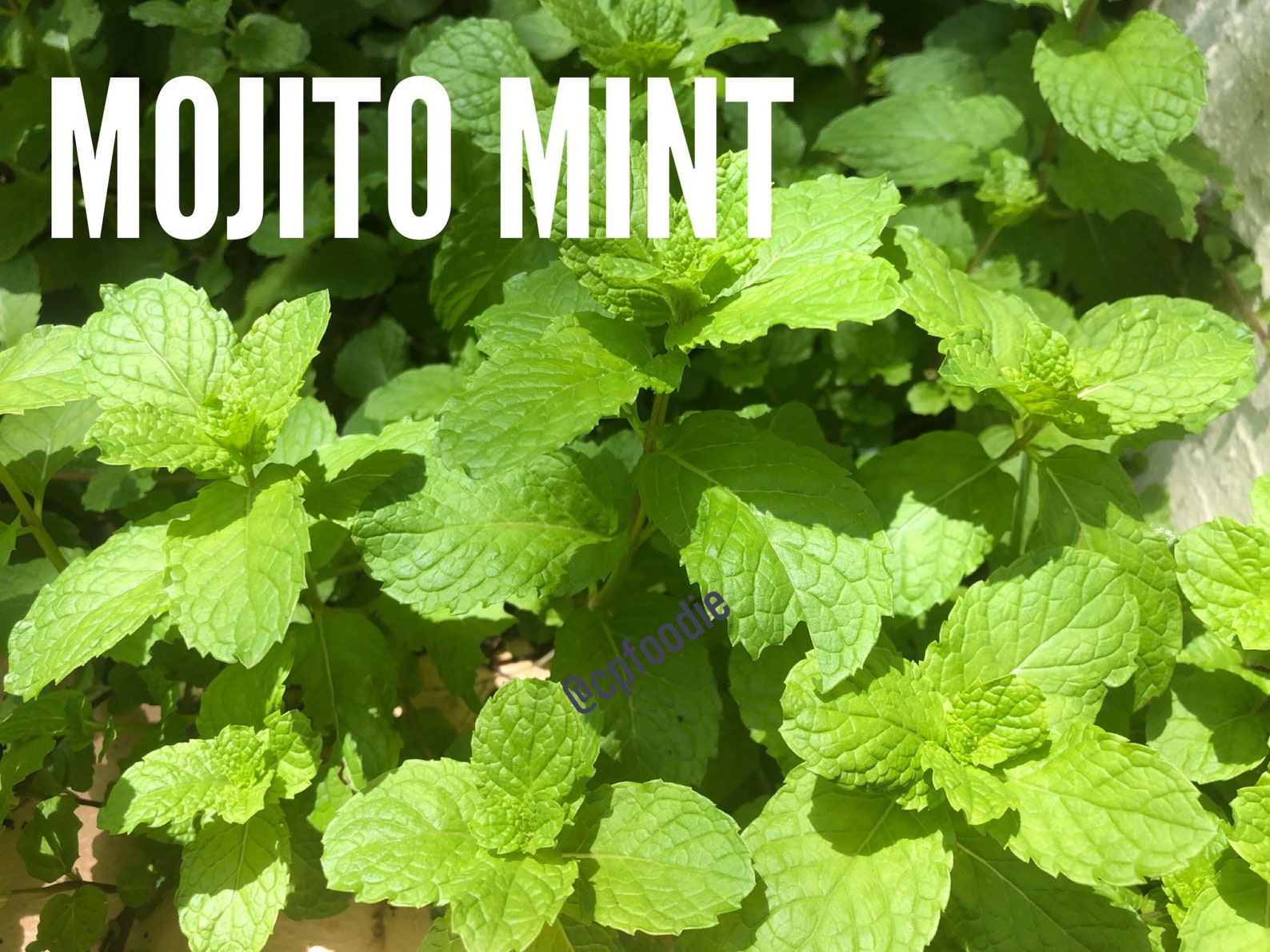 Fresh Jamaican/costa Rican Mint Leaves and Stems Fresh Cuttings (NOT A ...