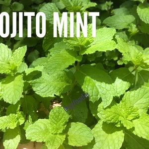 Fresh Jamaican/costa Rican Mint Leaves and Stems Fresh Cuttings (NOT A ...