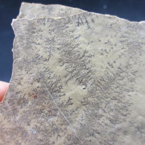 Puede incluir: Primer plano de una roca marrón claro con un patrón dendrítico de líneas gris oscuro. La roca tiene una superficie rugosa y texturizada.