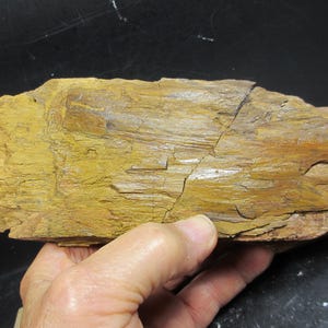 Puede incluir: Un trozo de madera petrificada con una superficie rugosa y texturizada. La madera muestra una mezcla de tonos amarillos, marrones y beige, con patrones de vetas y grietas visibles. La madera fosilizada se sostiene en una mano.