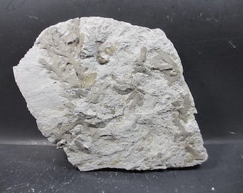 素晴らしい化石サンゴ、Cladopora sp、白と黒の石灰岩、デボン紀