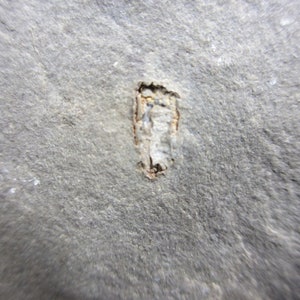 Early Echinoderm, Ctenocystis utahensis, Early Evolutionary Experiment in Echinoderms, Spence Shale, Antimony Canyon, Utah, Classic Specimen