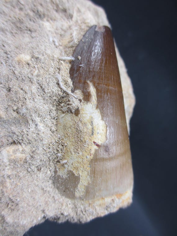 モササウルスの歯の化石、白亜紀モロッコ、天然マトリックス
