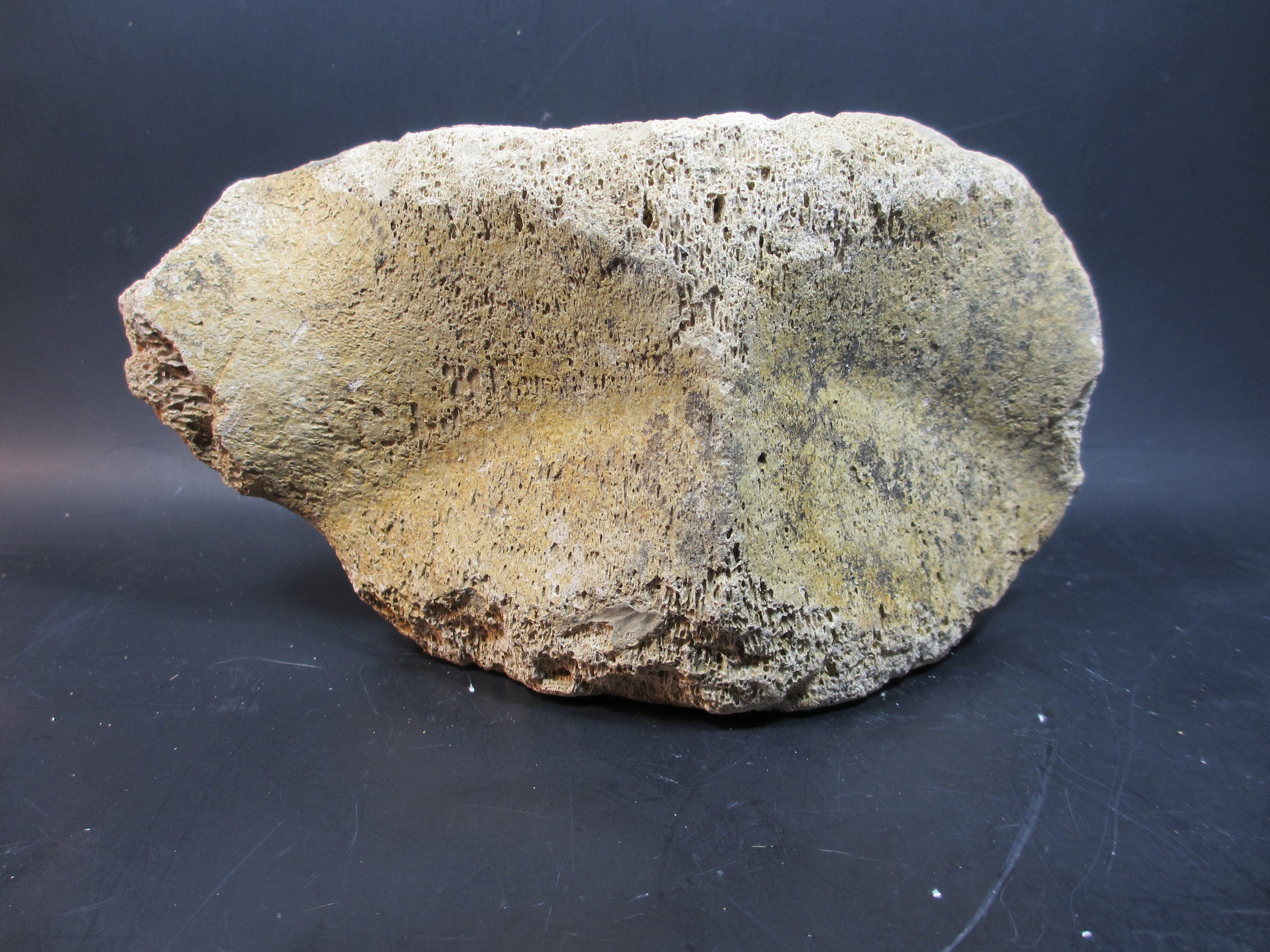 Whale Vertebrae for sale Only 4 left at 65