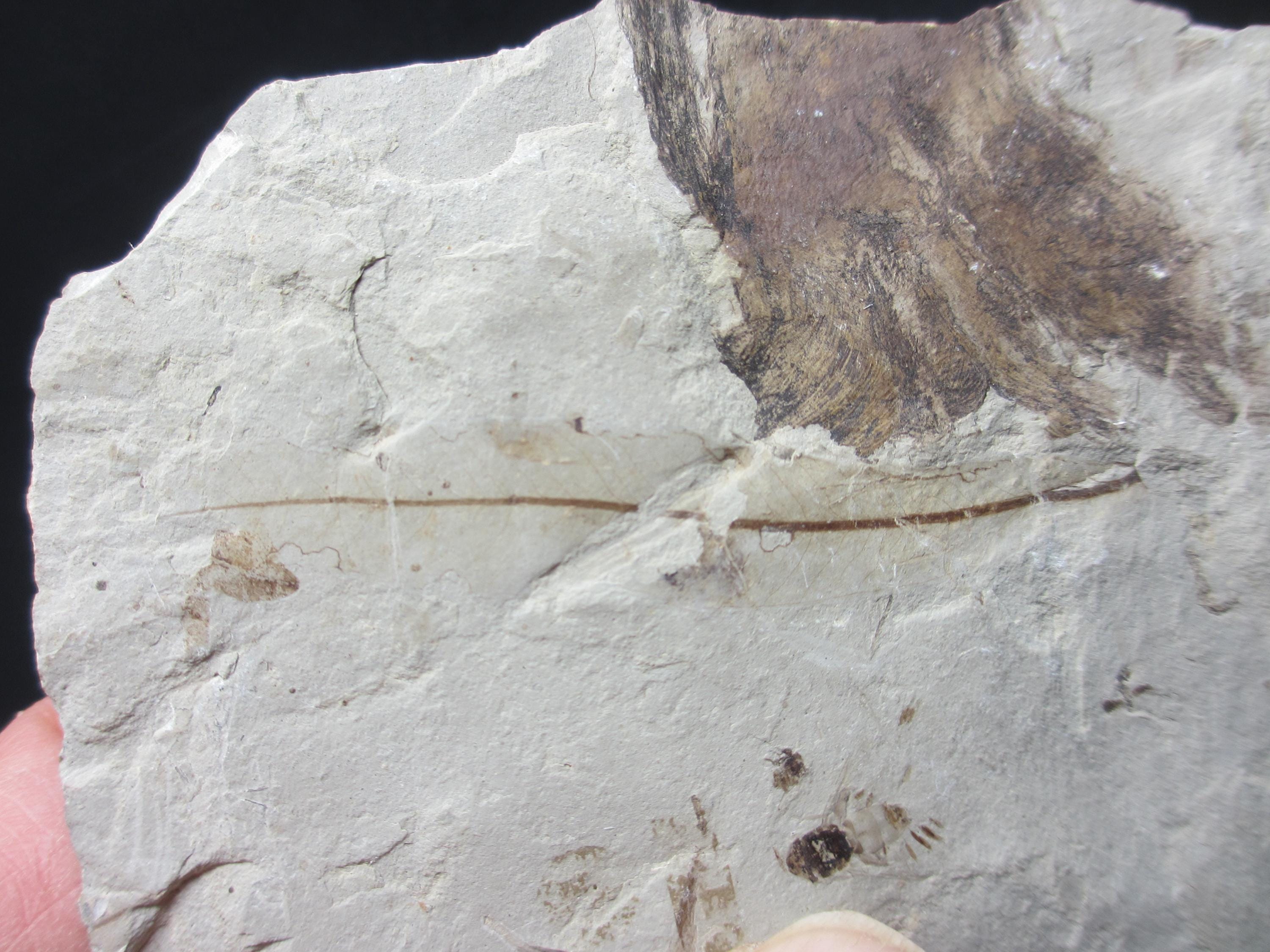 葉と他の昆虫を伴ったハエの化石、中期始新世、グリーン リバー層