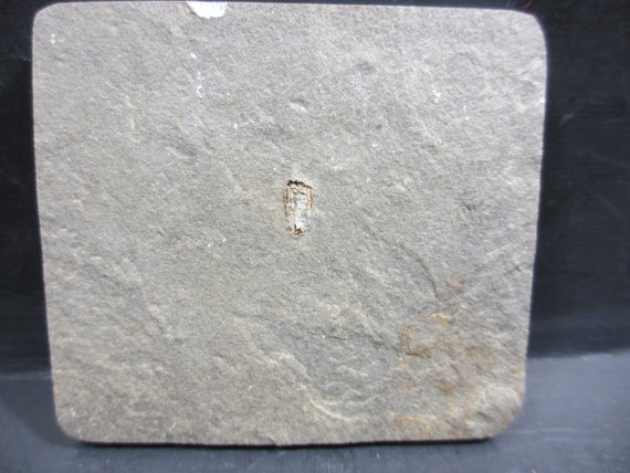 Ctenocystis utahensis 化石、棘皮動物カンブリア紀初期、ユタ州