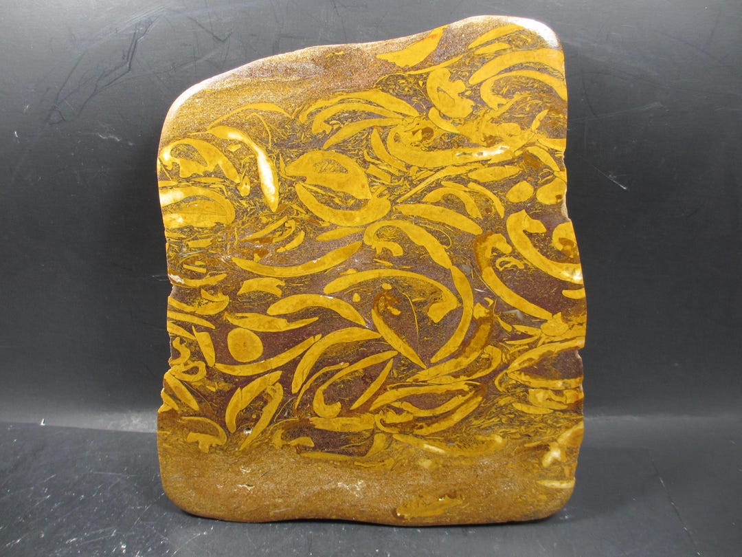 Save for Charles Coquina , Script Stone, Himalayan Bivalves Display - Etsy