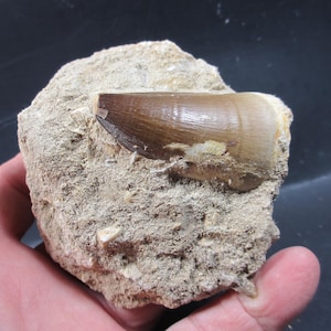 Fossil Mosasaur Tooth, Exceptional Tooth, 100% Natural tooth in Natural Matrix,  2  inch, Mosasaurus beaugei, Late Cretaceous, Morocco