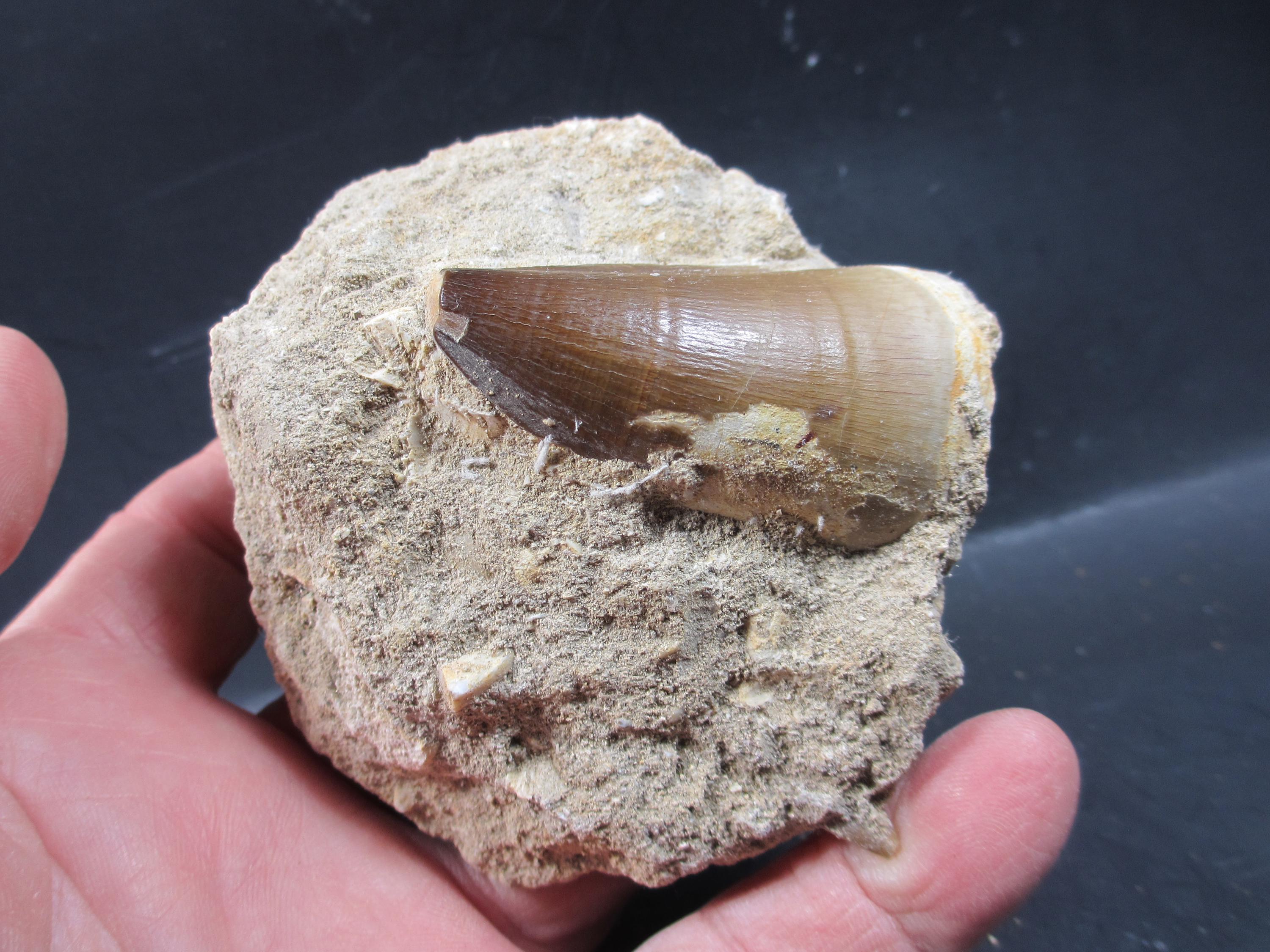 モササウルスの歯の化石、白亜紀モロッコ、天然マトリックス