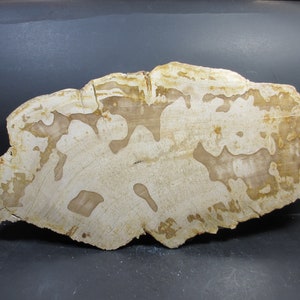 Puede incluir: Una gran losa de madera petrificada de color marrón claro con un patrón único y arremolinado. La madera tiene un acabado natural y pulido.