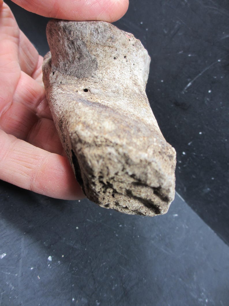 Pleistocene Bison Calcaneum Bone, Complete, Bonner Springs, Kansas - Etsy