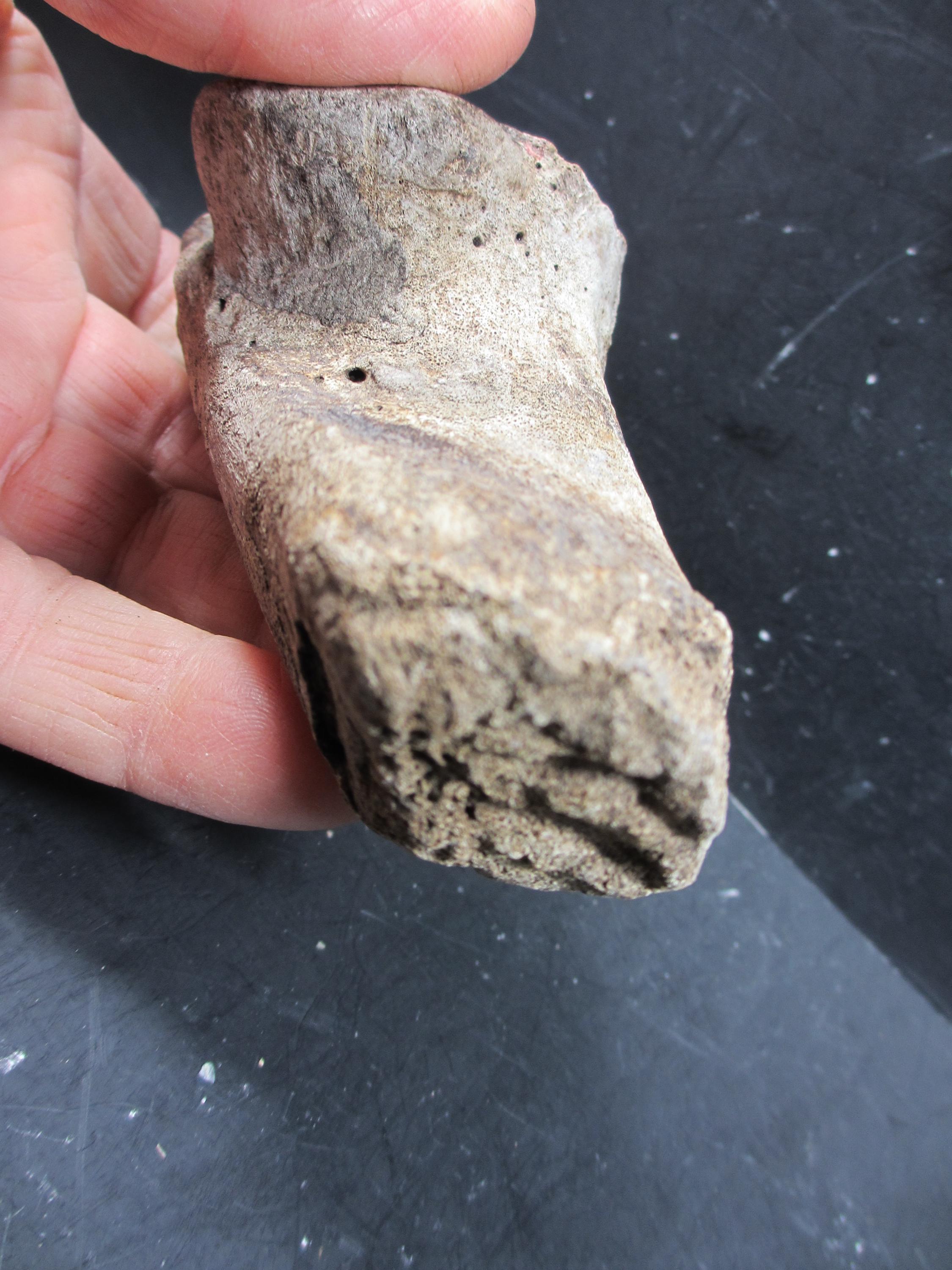 Occidental First Bone Spring Pleistocene Bison Calcaneum Bone, Complete, Bonner Springs, Kansas - Etsy