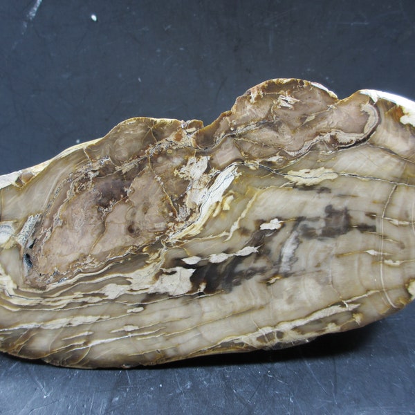 Petrified Wood, Yellowstone River Cobble, MIRROR POLISHED, Natural Exterior with fine weathered Wood Grain, Montana