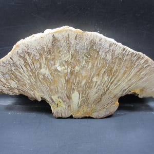 Alga rossa fossile RARA, Tertradium oklahomense, fetta LUCIDATA A SPECCHIO, struttura fine, formazione di bromuro, Carter Co., Ok. Cava di Graffam. Ordoviciano