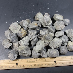 May include: A collection of small, grey, fossilized brachiopod shells with textured, ridged surfaces, arranged in a cluster above a wooden ruler that measures up to 8 inches in length, showing the varied sizes of the individual specimens.