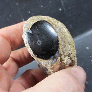 May include: A polished, oval-shaped stone with a large, glossy black center and a rough, beige outer layer. The stone is held in a hand, showcasing its natural texture and color variations. The object is a unique geological specimen.