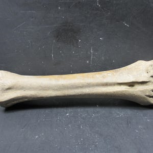 Pode incluir: Um osso bege desgastado com uma textura áspera. O osso é longo e cilíndrico, com uma extremidade alargada e uma borda irregular e dividida na outra extremidade. O osso está deitado horizontalmente contra um fundo escuro.