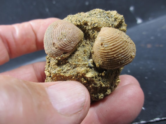Agatized Clams, Carnelian Replaced, 2 in Matrix, Eocene