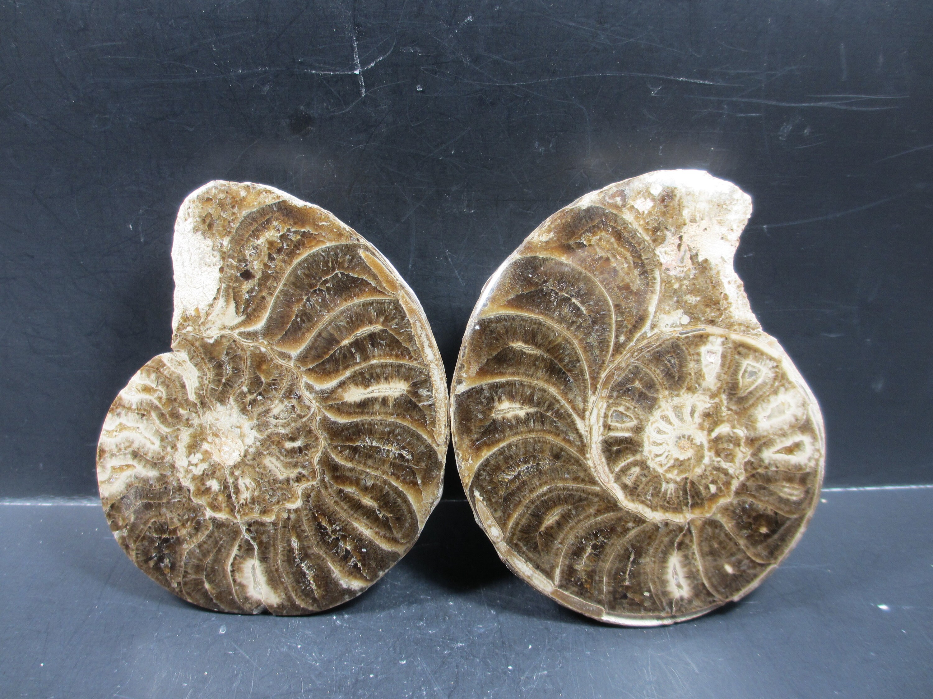 棘アンモナイト19cm Mammites sp. 棘アンモナイト19cm Mammites
