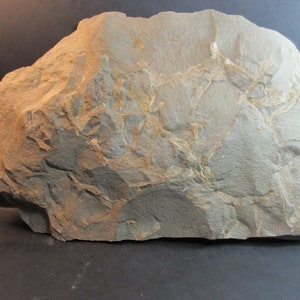 Fossil Sponges. Exceptional Display Sepcimen. Fine Preservation and contrast, Mississippian, Bear Gulch Lagerstatte, Fergus Co., Montana