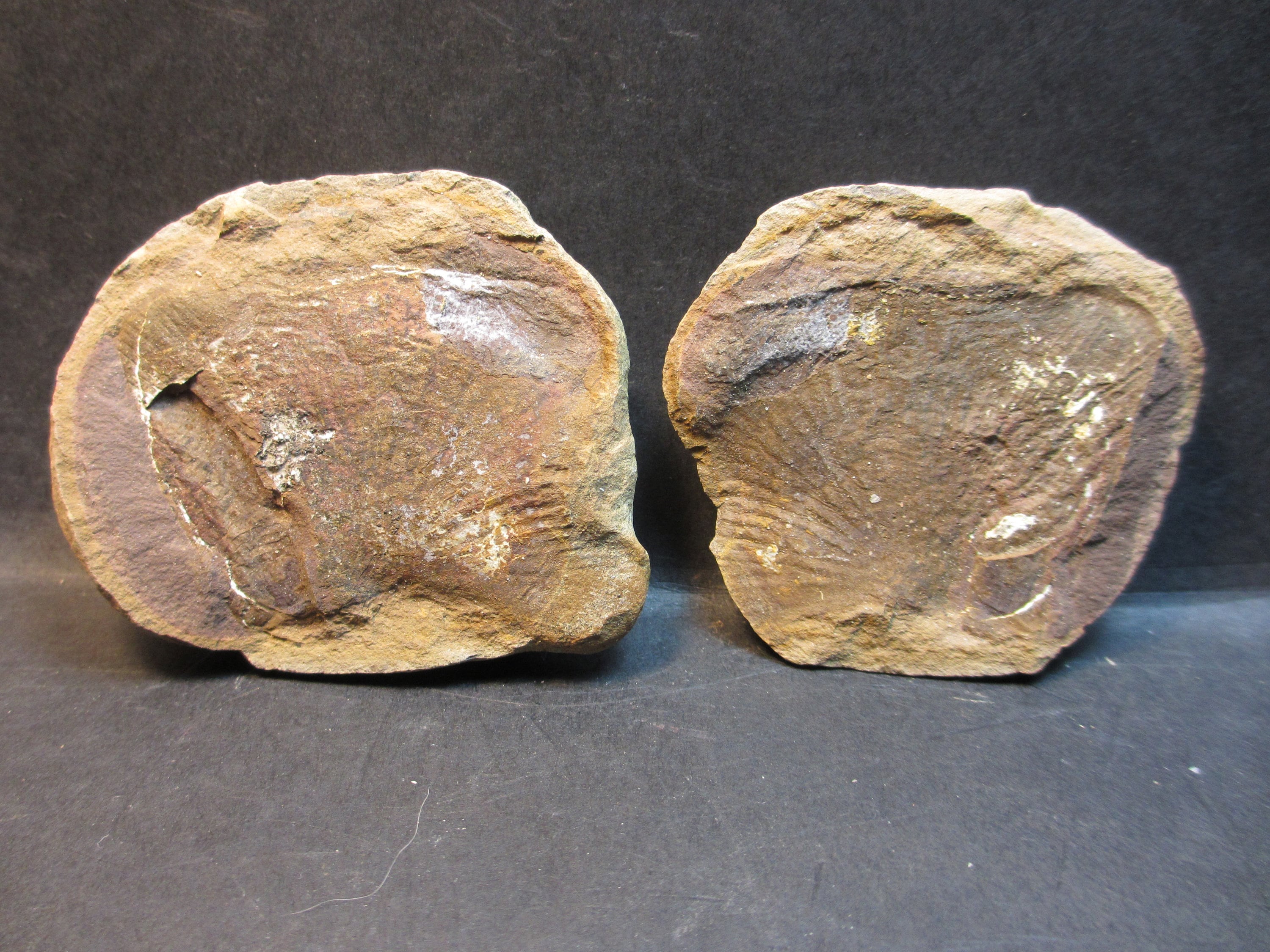 Fossiele varen, Zeldzame Cyclopteris, Uitstekende staat, Fijn Detail, Matched Pair, Geen Reparatie, Pit 4, Braidwood, Il.  Mooi voorbeeld
