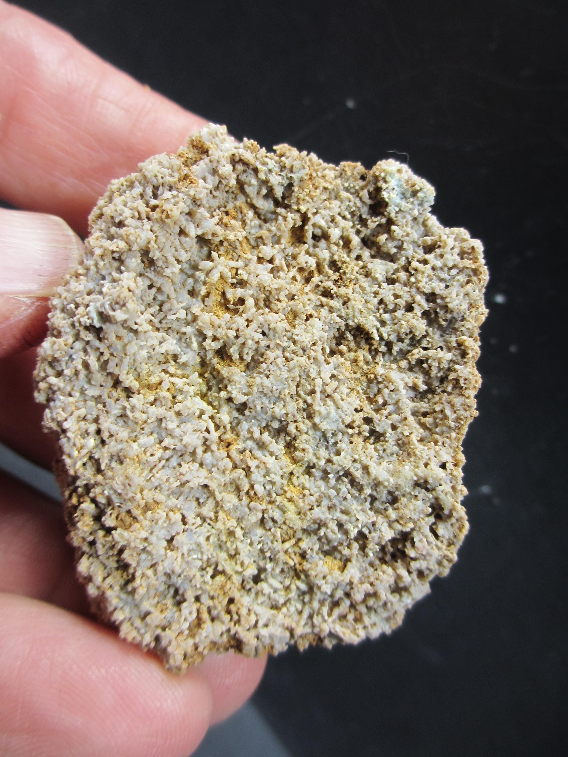 見事な海綿動物の化石、Astraeospongia mensicus、骨針付き、シルル紀