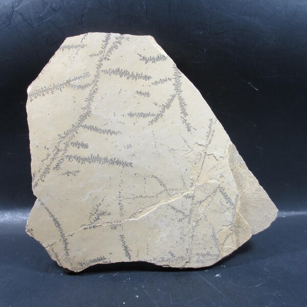 Fissural Microbialites, Dendrites, Dendritic Bacterial Colonies, Covering Surface, Silurian, Niagaran Age Dolomite, Clinton Co, DeWitt, Iowa