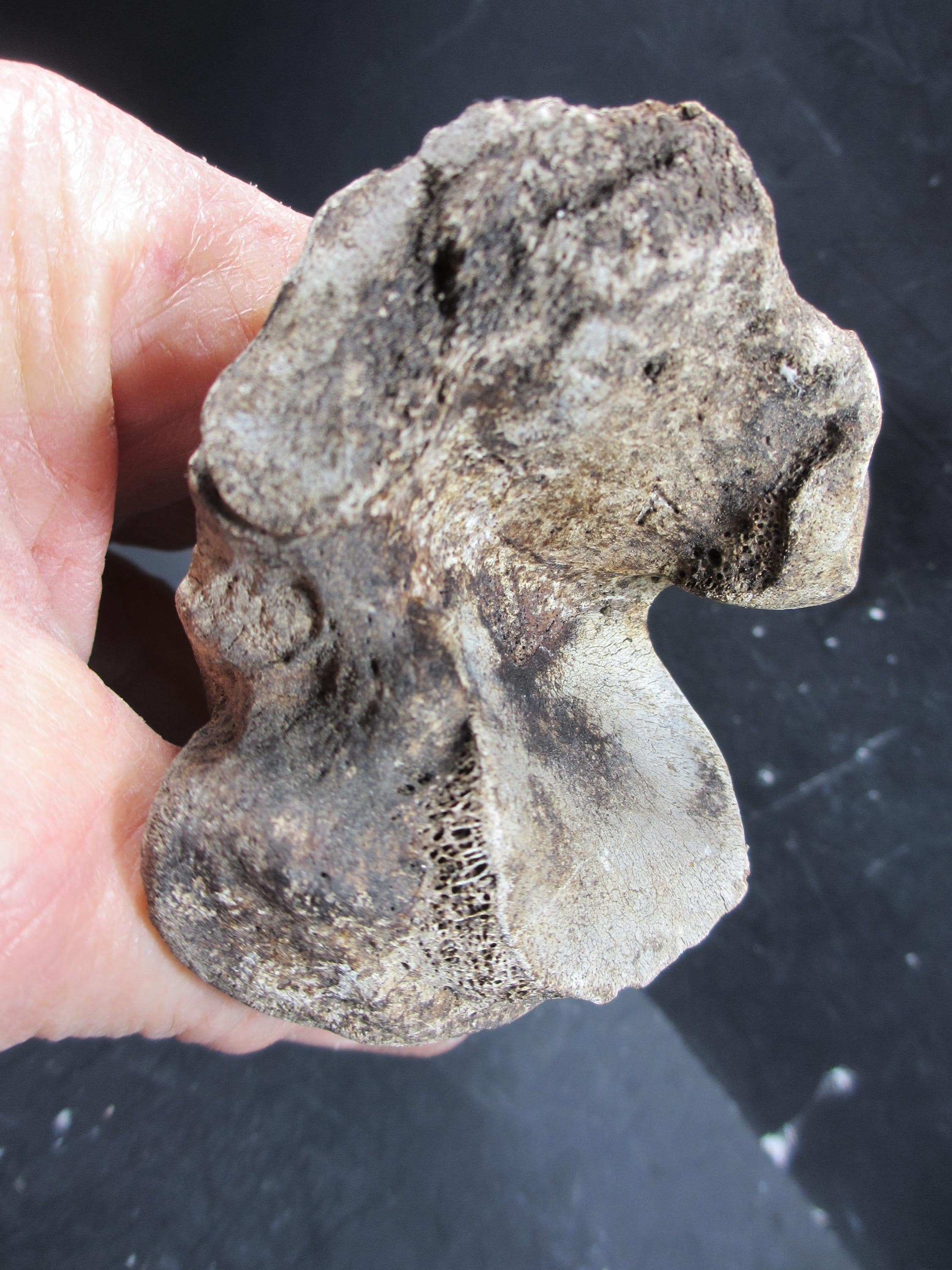 Occidental First Bone Spring Pleistocene Bison Calcaneum Bone, Complete, Bonner Springs, Kansas - Etsy